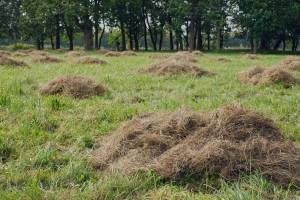 Cut and dried grass for animal feed. Close-up, selective focus, pile of dry grass hay for agriculture. Mowing grass in the park, care of the landscape